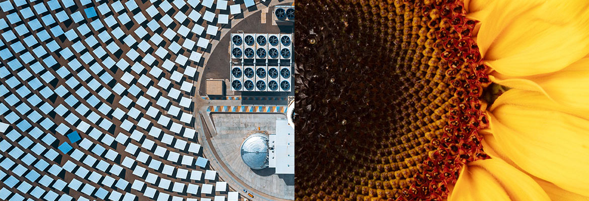 An image split in half down the middle. On the left an aerial photo of a solar farm with panels in rings. On the right a sunflower with similar rings in the center of the flower.