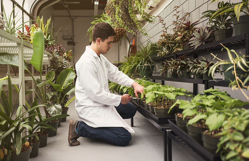 Braden Etzerza tends to plants in the Mount Royal University greenhouse.