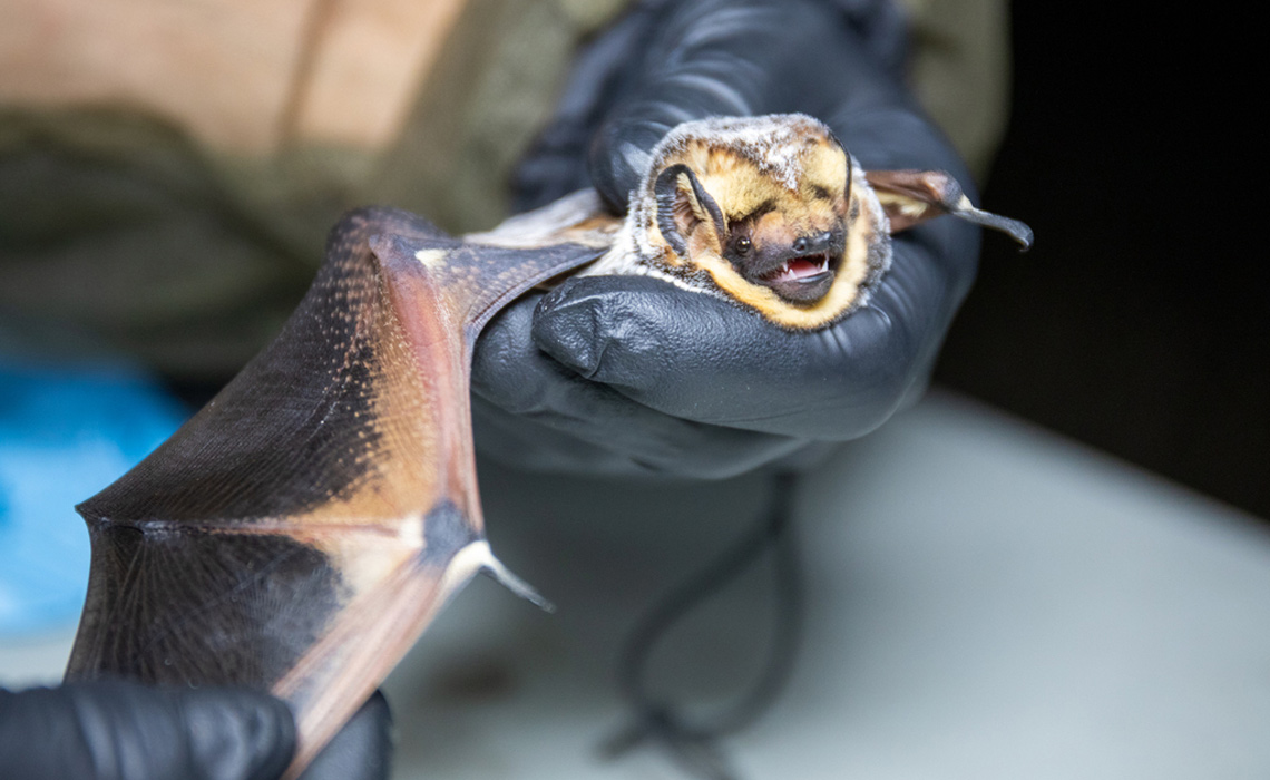 A person holds a bat in their hands, showcasing its open mouth.