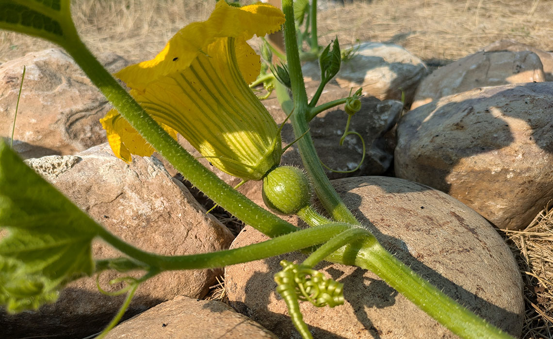 A close-up of a flower bud on a green plant, surrounded by stones.