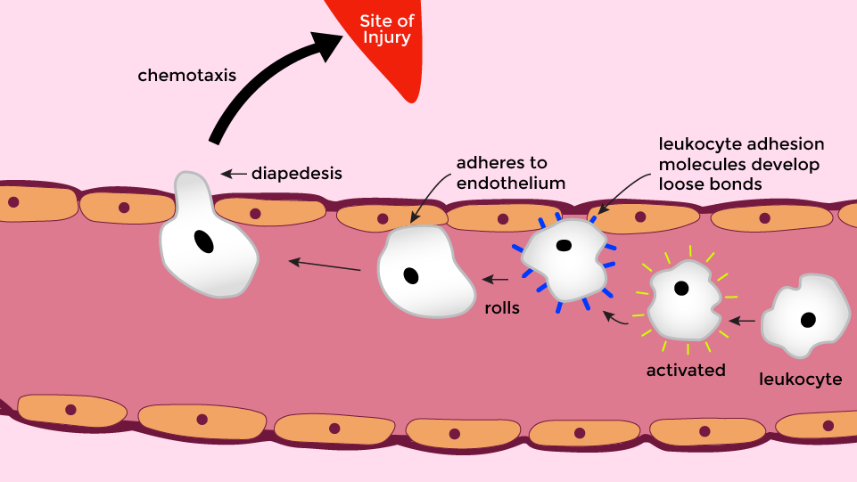 Graphic of white blood cells going to an injury site