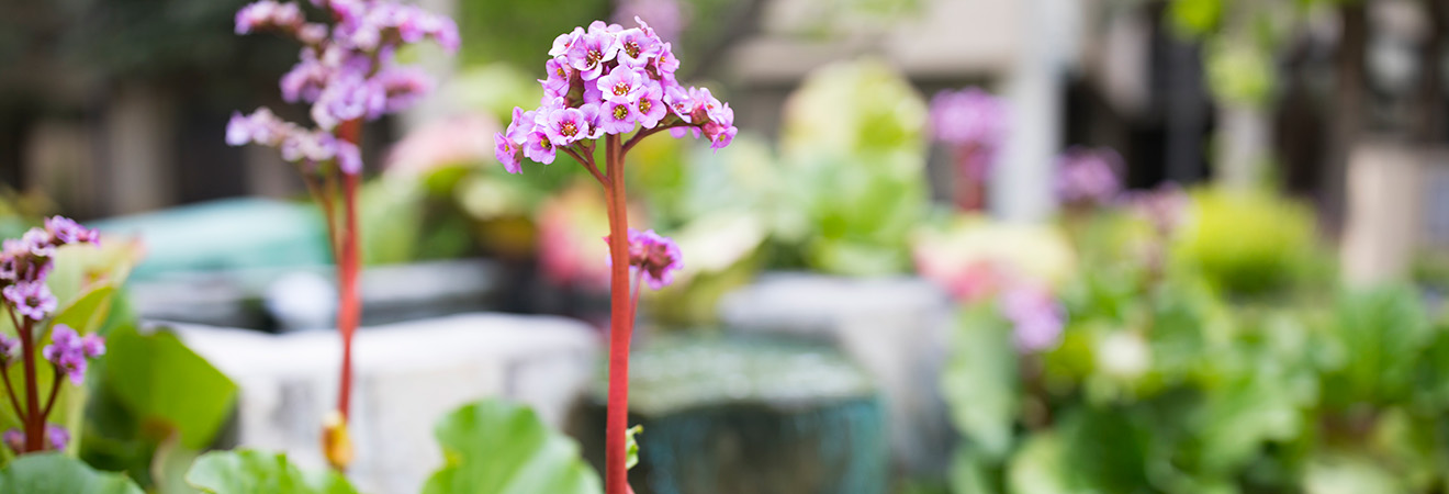 Close up photo of a delicate pink flower with a pond waterfall and other pink flowers burred out in the background.