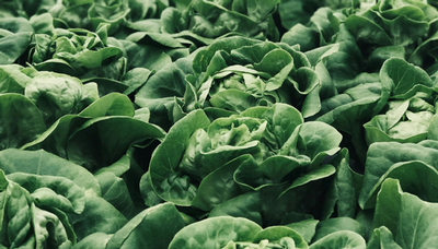 Rows of green cabbages.
