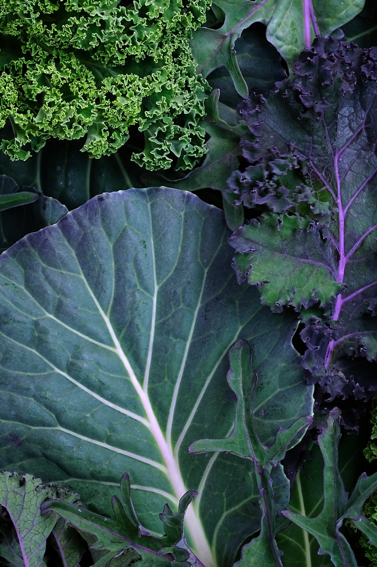 A close-up view of vibrant green and purple leaves, showcasing their rich colors and intricate textures.