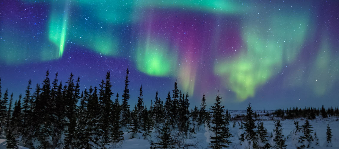 The aurora borealis illuminates the night sky above silhouetted trees, creating a stunning natural display of colors.